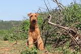 AIREDALE TERRIER 031